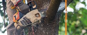 Best Tree Risk Assessment  in Sun Lakes, AZ