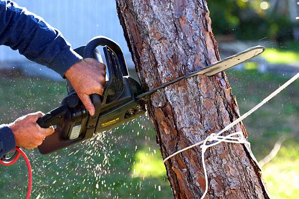 Best Fruit Tree Pruning  in Sun Lakes, AZ