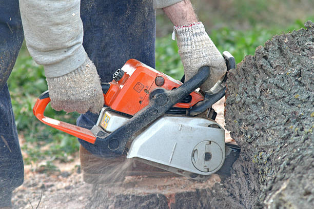 Reliable Sun Lakes, AZ Tree Services Solutions