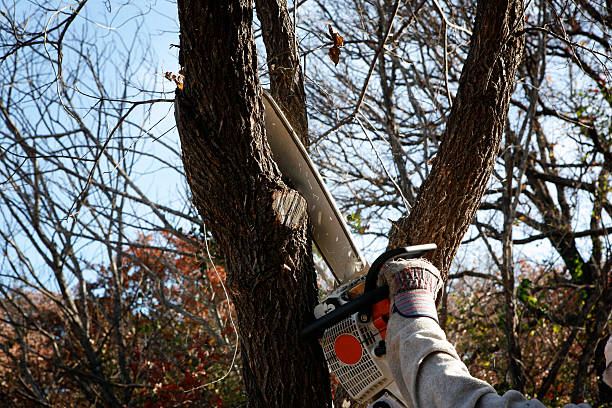 Best Hazardous Tree Removal  in Sun Lakes, AZ