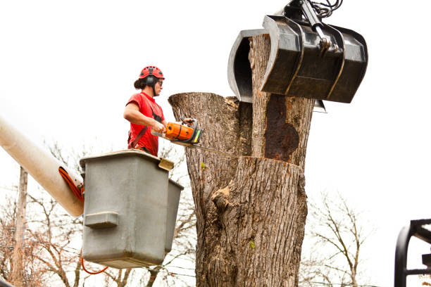 How Our Tree Care Process Works  in  Sun Lakes, AZ